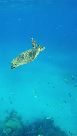 Sea turtle swims in blue ocean to surface of water, takes breath and swims further, tropical fish swim around, Vertical video. Hawksbill Sea Turtle or Bissa (Eretmochelys imbricata) Royalty-Free Stock Footage #3483918263