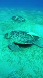 Close up of twowo large Sea Turtle grazing on hilly seabed, Vertical video, Slow motion, Great Green Sea Turtle (Chelonia mydas) with Remora fish (Echeneis naucrates)