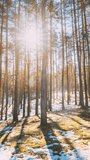 Vertical Footage Amazing Sunset Sun Sunshine In Sunny Early Spring Coniferous Forest. Sunlight Sun Rays Shine Through Pine Woods In Forest Landscape.
