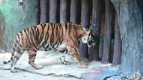 Tiger in captivity. Panthera tigris stroliing in an open cage. Cruelty towards animals.