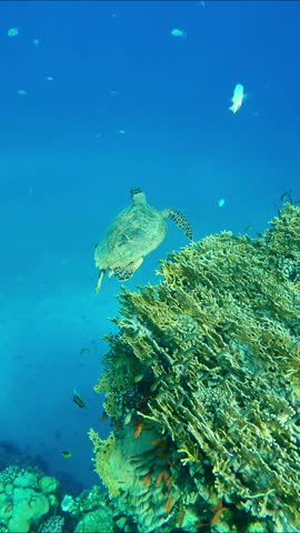Sea turtle swims in turquoise water near coral reef, colorful tropical fishes swim around, Vertical video. Hawksbill Sea Turtle or Bissa (Eretmochelys imbricata) Royalty-Free Stock Footage #3483964627