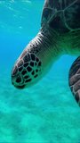 Sea Turtles slowly swims down to deep, the second eats sea grass on hilly seabed, Vertical video, Slow motion, Great Green Sea Turtle (Chelonia mydas)