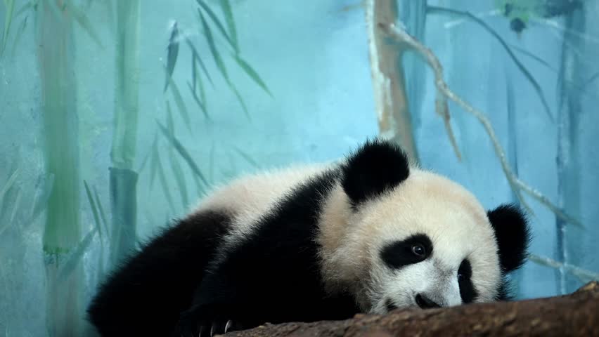 Funny black and white panda bear cub is seen laying down on a rock in this video