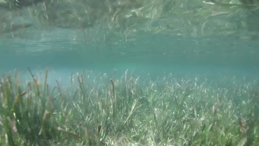 A seagrass bed, growing in Raja Ampat, Indonesia, is an ecologically important