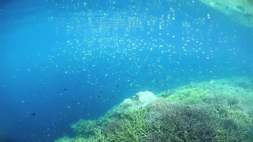 A school of damselfish, mainly Chromis species, feed on invisible zooplankton