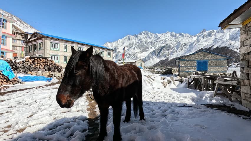 Packing mule standing n the snow icy village f Kyanjin Gompa. Langtang valley trek, Himalayas, Nepal