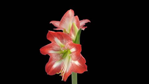 Time-lapse of growing, opening and rotating Minerva amaryllis Christmas flower 2c1 in PNG+ format with ALPHA transparency channel isolated on black background
