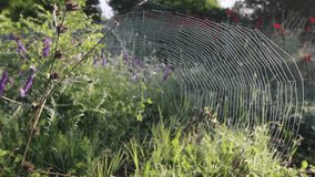 Spring time, Spider Web, moving camera with audio - bird songs, hd video