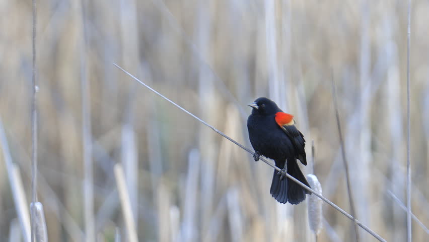 Red-winged Blackbird Call with Audio