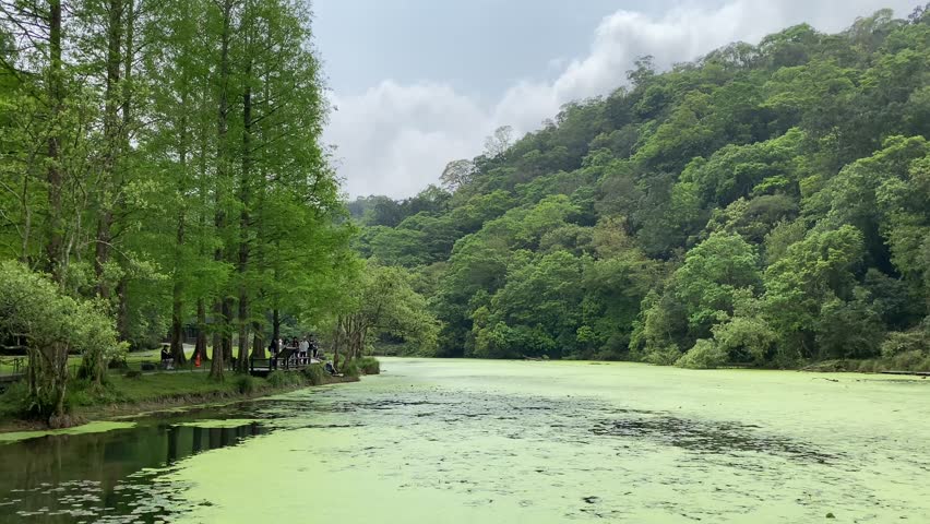 A lake in a mountain forest with a large number of aquatic plants floating on the water. The video was shot at the Fushan Botanical Garden in Taiwan.