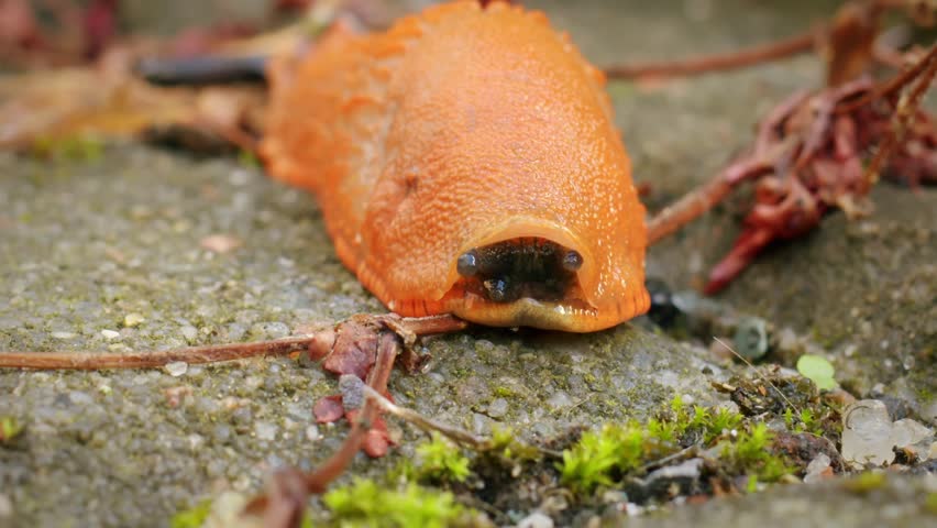 Static Red slug Arion rufus with tentacles out, macro low angle Royalty-Free Stock Footage #3484351317