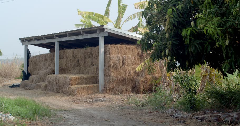 Barn for storing straw.Square bales of straw.