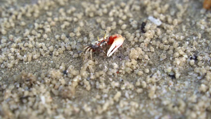 Male sand fiddler crab with asymmetric claws spotted in its natural habitat, foraging and sipping minerals on the tidal flat, feeds on micronutrients and creates tiny sand balls, close up shot.