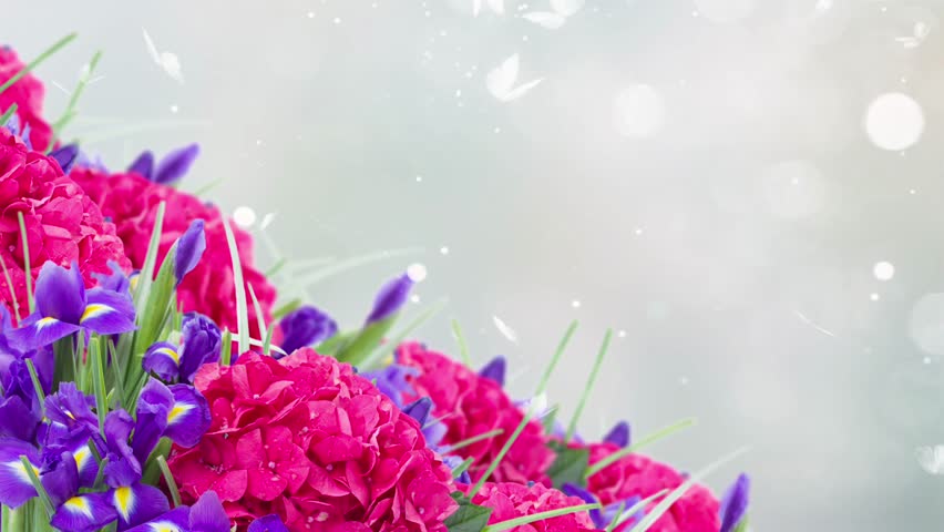 fresh blue irises and hortensia flowers on blue bokeh background