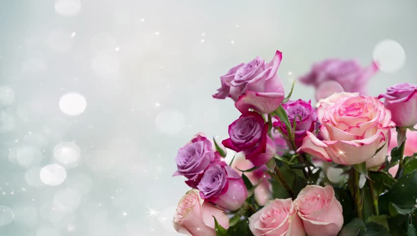 Pink roses on bright bokeh background with sunlight,