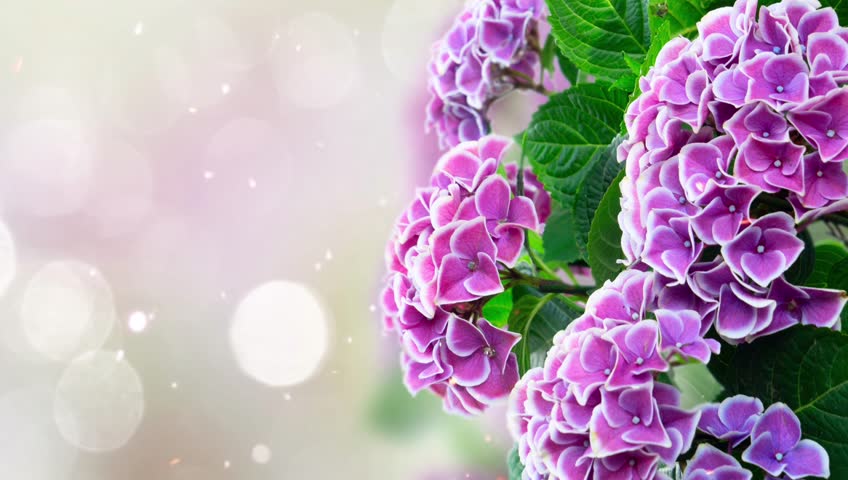 fresh blue flowers on blue bokeh background