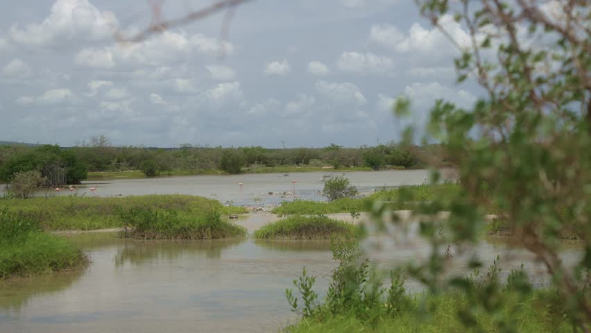 Shot of a lake flowing with trees and bushes at background.