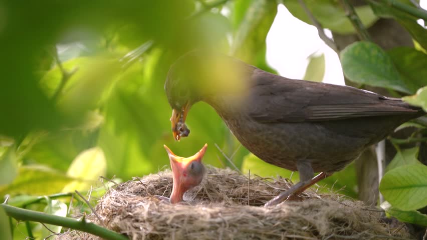 Black bird feeds baby bird. Nesting birds in the wild at top of lemon tree