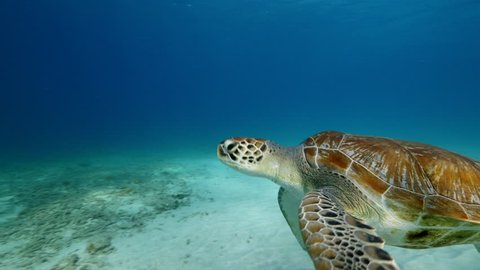 Green Sea Turtle swim in shallow water of the coral reef in the Caribbean Sea at scuba dive around Curaçao /Netherlands Antilles