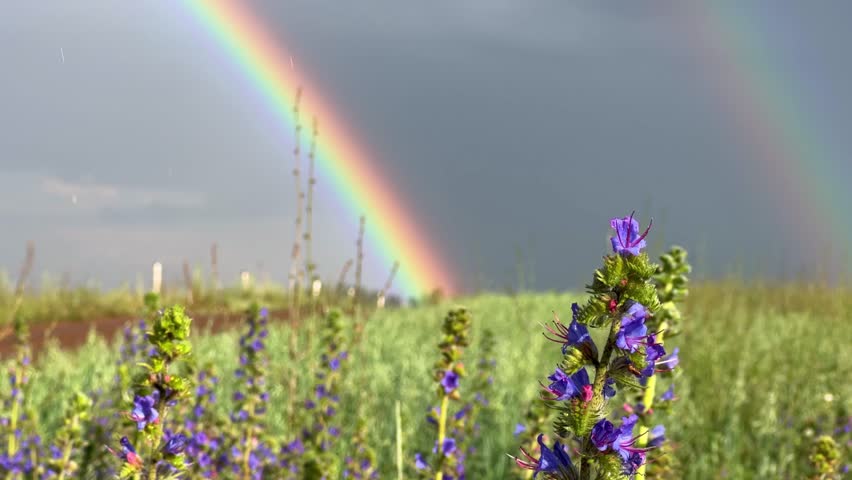 A double rainbow on a rainy spring day. A multicolored rainbow over a floral green field in the Perm Region. A rainbow against a cloudy sky.
