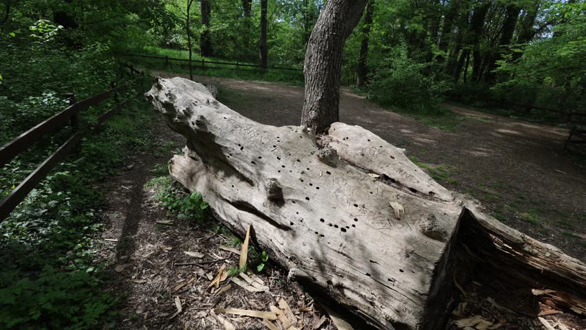City of Simferopol (Crimea, Crimean peninsula) Fallen tree and stump on the territory of the Weeping Rock nature reserve