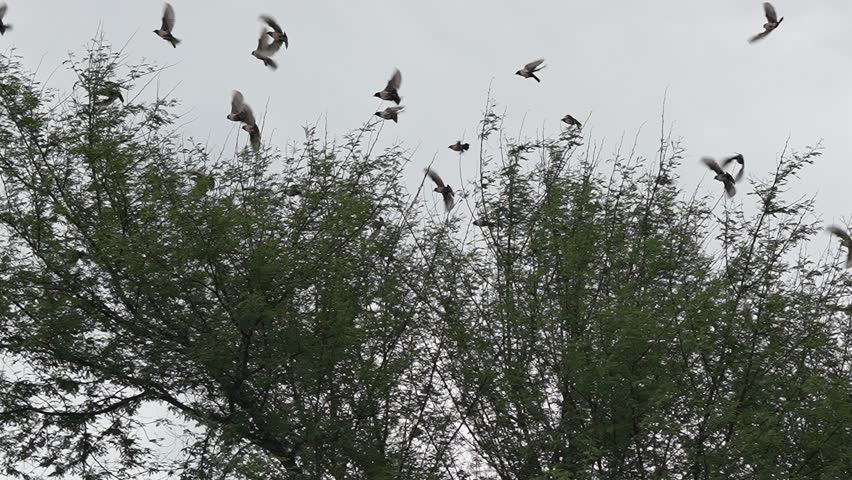 Mesmerizing Rosy Starling (Pastor roseus) Flock Soaring in the Sky on Cloudy Day: Slow Motion 240fps Royalty-Free Stock Footage #3484562309