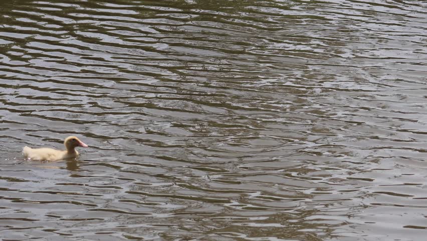 A single duck glides peacefully over water