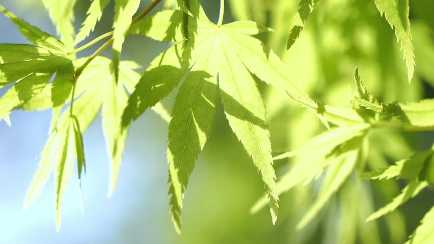 Slow motion video of fresh green maple leaves swaying in the wind Royalty-Free Stock Footage #3484650041