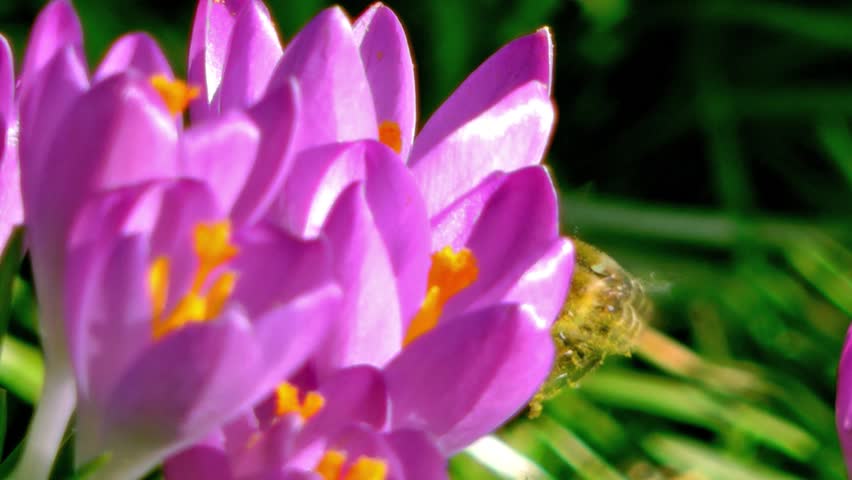 Honey bee collecting pollen from a flower