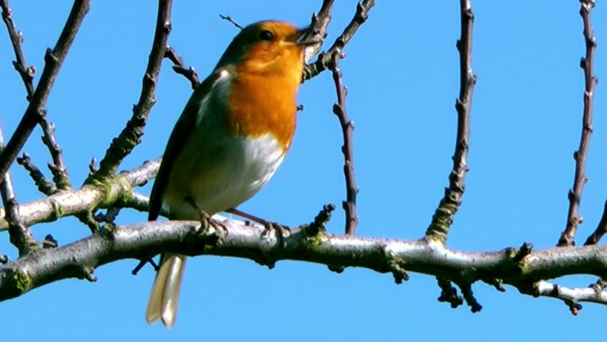 Song Bird on a branch against a beautiful blue sky