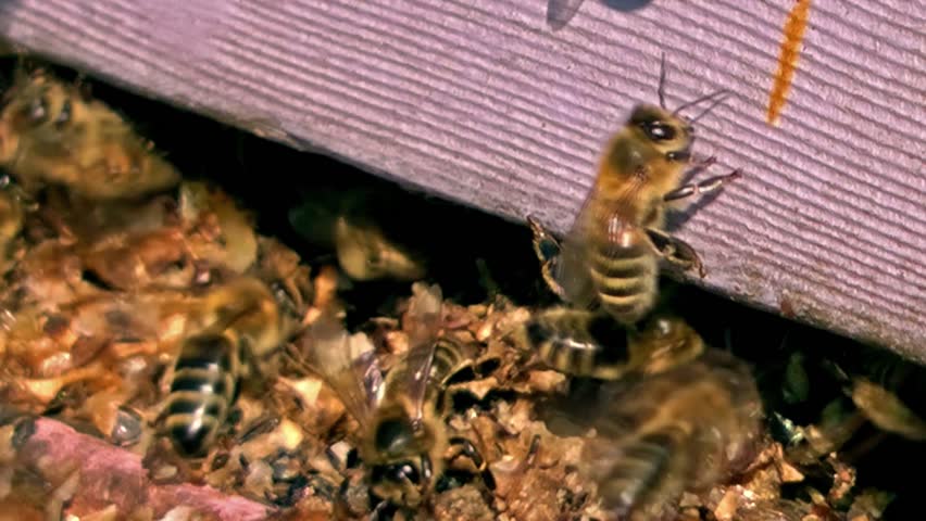 Bees emerging from the hive