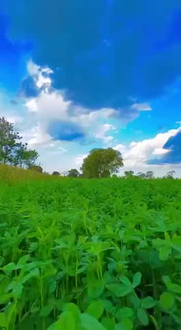 Greenery with beautiful sky view