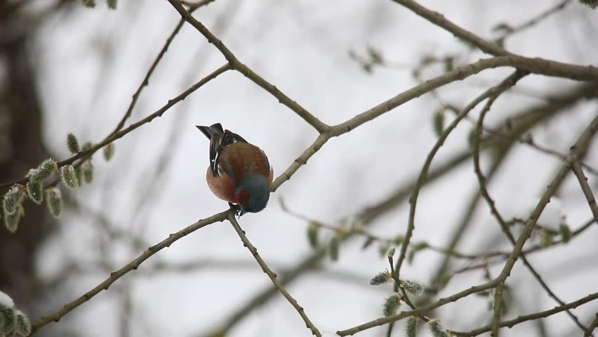 Birds of Western Europe sit on a branch tree
 in April.