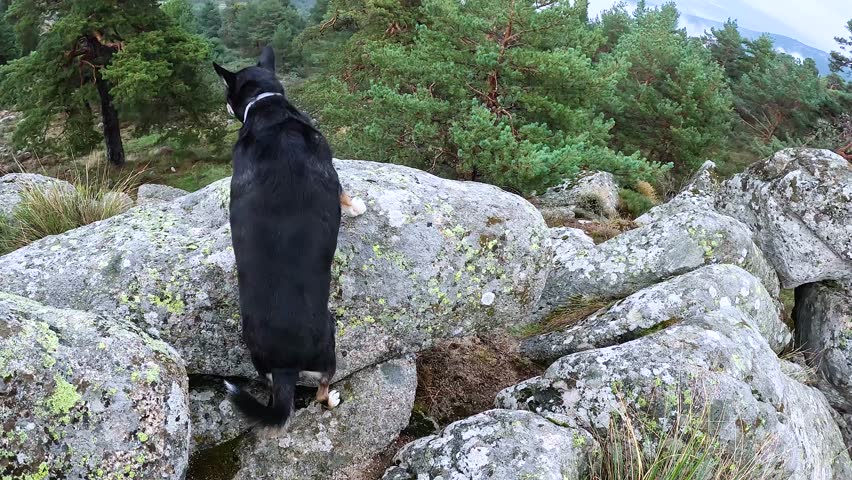 Video shows black dog admiring foggy landscape atop mirador with Cross of Cuelgamuros.