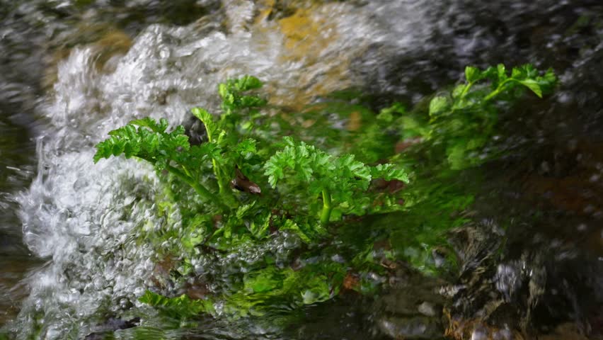 A stream of crystal clear and pure water that comes down from the mountain and passes between the plants and stones.