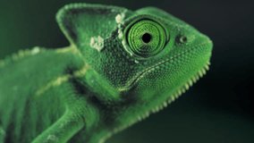 Green vailed chameleon seen from one side .