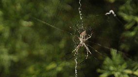 Spider weaving as the sun goes down. The life of the insects in the wild nature of the forest. Slow motion video.
