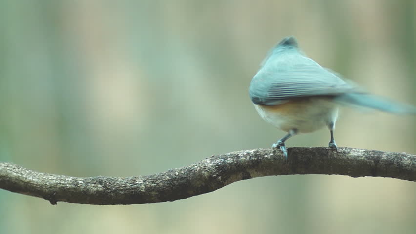 Tufted Titmouse landing and sitting on limb, winter plumage in Georgia