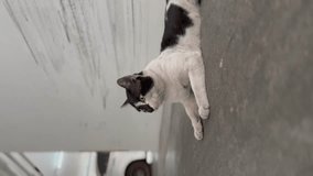 Funny-faced street cat licks its own fur, vertical video.
