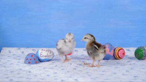 Two tiny chicks with Easter eggs Stock Video