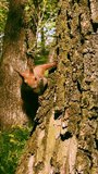 Video with a squirrel eating and climbing a tree