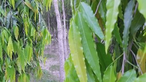 Monoon longifolium, the false ashoka trees 4k video clips. Beautiful road view.