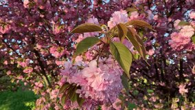 Pink cherry blossoms. In the park. Flowers in the bright evening sun. Tree In the garden. For advertising, video presentation. Close view.