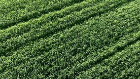 Aerial video showing a field of garlic, as a large green mass that occupies the entire screen, about to be harvested. Agricultural green background