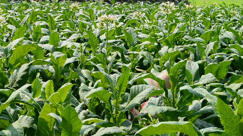 Farmer cut tobacco's flower in farm plan