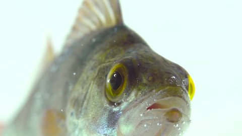 the fish eye looking at you, fish closeup