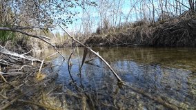 Above and underwater video from the bottom of a river with a beaver lodge