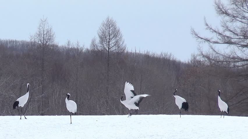 Dancing Japanese Cranes