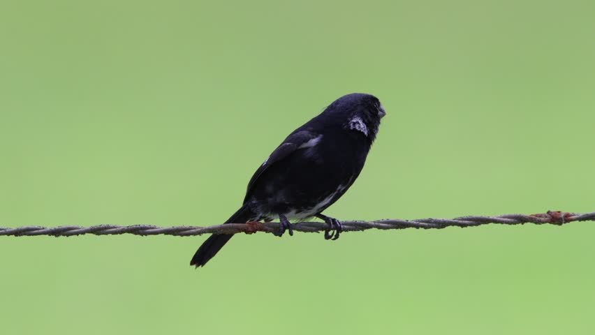  Variable Seedeater (Sporophila corvina) perched on a barbwire fence line singing Royalty-Free Stock Footage #3485134147