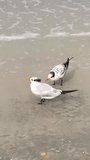 Tow segul baby bird on a beach